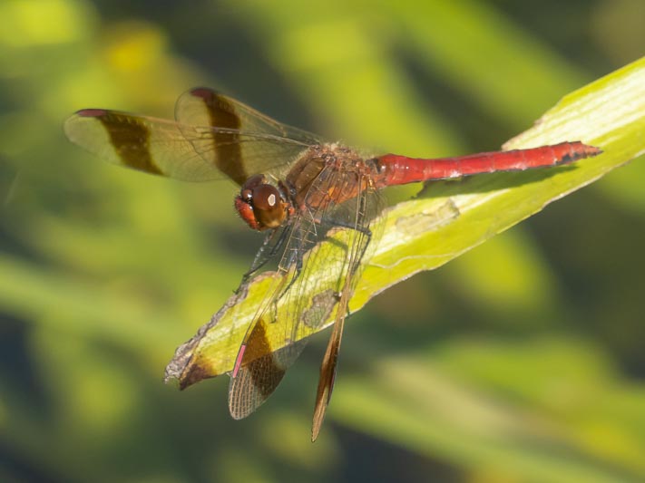 Sympetrum pedemontanum male-3.jpg